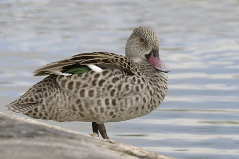 Cape Teal (Anas capensis), Florida, USA