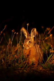 European brown hare (Lepus europaeus) juvenile baby leveret animal in grassland in the summer at