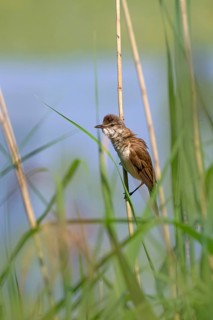 Reed Warbler (Acocephalus arundinaceus), perched in the reeds, Güssinger Ponds, Güssing,