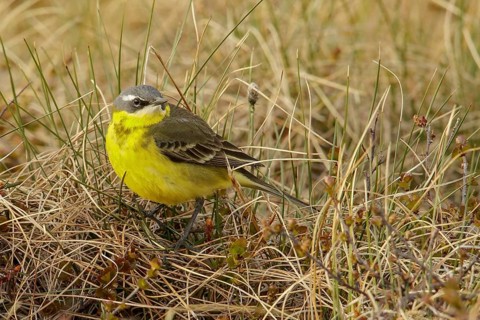 Eastern Yellow Wagtail (Motacilla tschutschensis) perched on the tundra in Nome, Alaska