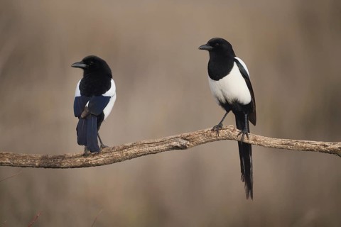 A pair of magpies, distinguishable by their black and white plumage, sit on a bare branch against a