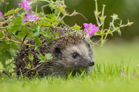 European hedgehog (Erinaceus europaeus) adult animal under a garden geranium flower in summer,
