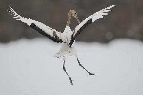 Red-crowned Crane (Grus japonensis) juvenile flying, Hokkaido, Japan