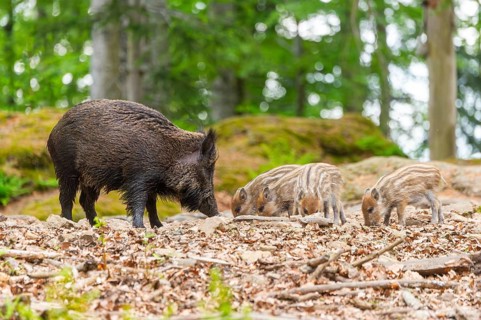 Wild boar (Sus scrofa) mother with her piglets (Squeaker) in a forest, Bavaria, Germany