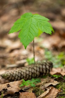 Close-up of a young Norway maple (Acer platanoides) tree in a forest in spring, Bavaria, Germany