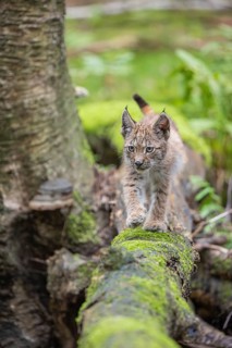 One young (10 weeks old) male Eurasian lynx, (Lynx lynx), crossing a creek, using a fallen tree as