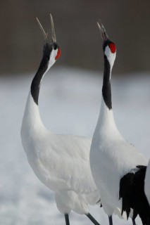 Red-crowned Crane (Grus japonensis) calling, Hokkaido, Japan