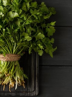Bunch of fresh Cilantro, on a gray wooden table, close-up, top view, no people