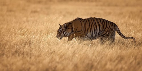 Bengal Tiger (Panthera tigris) male walking in grassland, captive, Philippolis, South Africa