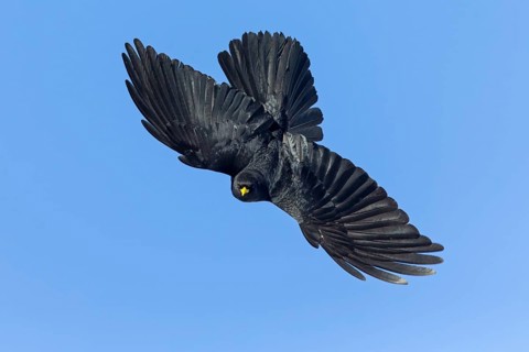 Alpendohle, Alpine Chough, Yellow-billed Chough, Pyrrhocorax graculus, Chocard à bec jaune, Chova