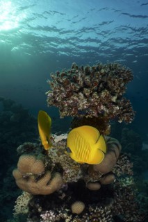 Maskarill masked butterflyfish (Chaetodon semilarvatus)