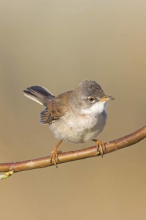 Whitethroat, (Sylvia communis), songbird, animals, birds, genus. of Curruca, NSG Der Spieß,