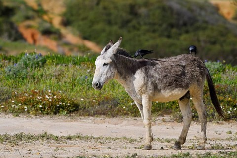Domestic donkey (Equus asinus asinus) with jackdaws (Corvus monedula, Coloeus monedula) on its