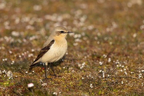 Northern Wheatear (Oenanthe oenanthe) female perched on the ground, Smaland, Sweden