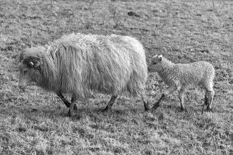 Sheep, Moorschnucke (Ovis aries) with her lamb on the pasture, black and white,