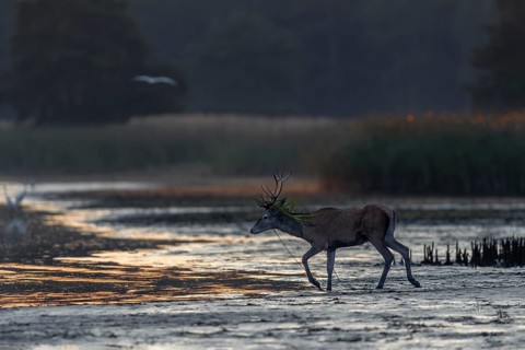 As the young red deer (Cervus elaphus) walks across the mud bank of a pond, the rising sun is just