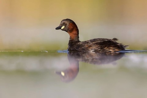 Little Grebe (Tachybaptus ruficollis), Poland