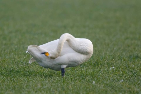 Whooper Swan (Cygnus cygnus) preening, North Rhine-Westphalia, Germany