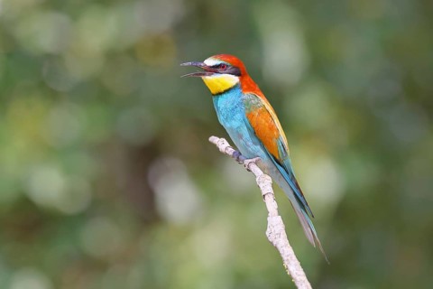 European bee-eater (Merops apiaster) sitting on a branch, Lake Neusiedl, Burgenland, Austria