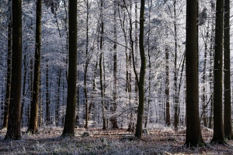 Wintery forest with hoarfrost on Königstuhl mountain, Rhein-Neckar district, Baden-Württemberg,