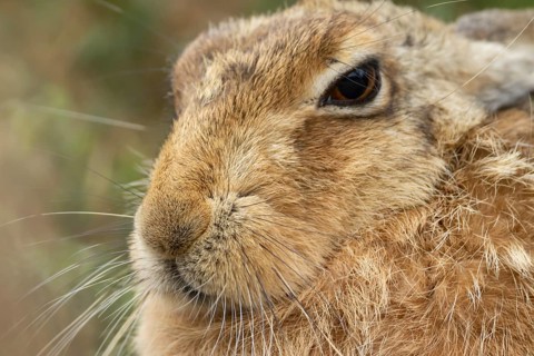 European brown hare (Lepus europaeus) adult animal head portrait, England, United Kingdom