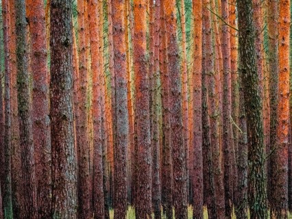 A dense pine forest, Nossentiner Schwinzer Heide nature park Park, Mecklenburg-Western Pomerania,
