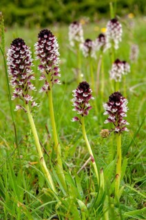 Fireboywort, Neotinea Ustulata, Orchidaceae, Orchids, Orchis Ustulata, Sweden, Burnt Orchid, Burnt