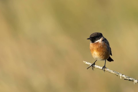 European stonechat (Saxicola rubicola) adult male bird on a tree branch, England, United Kingdom