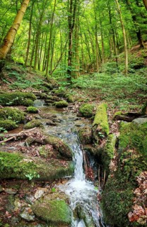 Kleiner Bach Werre in a lush green forest, surrounded by moss-covered stones, hiking in spring, Bad