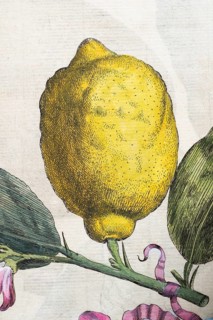 Lemon on a branch with leaves and decorative banner, citrus fruit, hand-colored copper engraving