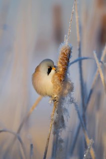 Bearded Reedling (Panurus biarmicus) male feeding on cattail seed, Thuringia, Germany