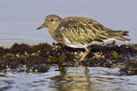 Black Turnstone (Arenaria melanocephala), British Columbia, Canada