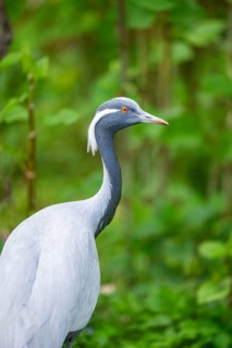 Demoiselle crane (Grus virgo) on a meadow, capttive