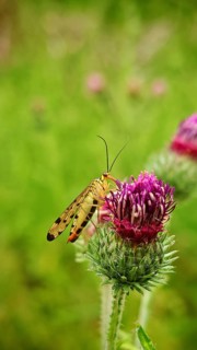 Close-up of a common scorpionfly (Panorpa communis) on a pink flower against a green bokeh