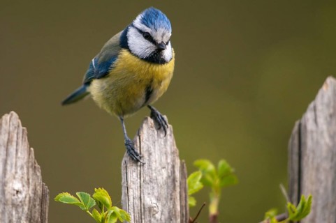 Blue tit, parus caeruleus, birds, garden fence, garden fence, tits, passeri, songbirds, songbirds,