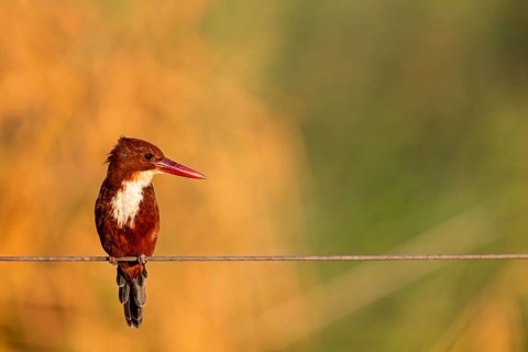 Brown kingfisher, (Halcyon smyrnensis), kingfisher, animals, birds, kingfisher family, Lahavot