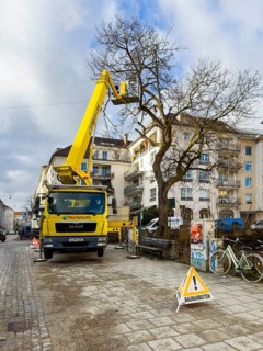 Tree work, Königinstrasse, Munich, Bavaria, Germany