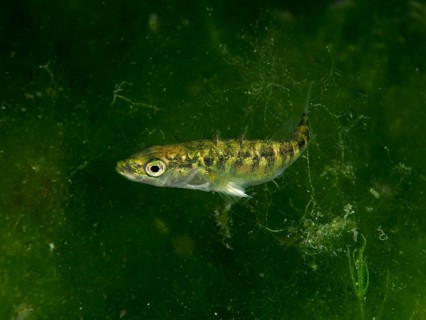 A small, lively fish, Three-spined stickleback (Gasterosteus aculeatus), swimming through dense