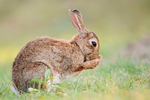 A wild rabbit (Oryctolagus cuniculus) is sitting in a meadow, grooming itself, North