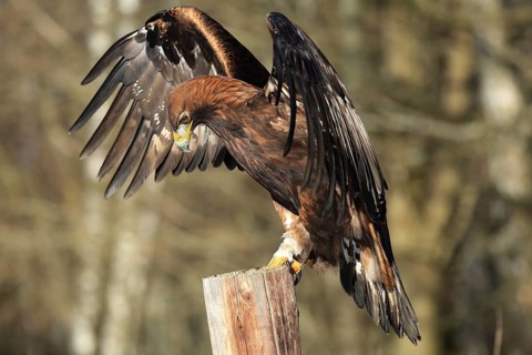 Golden eagle perched, an eagle majestically spreads its wings over a tree trunk in the forest,