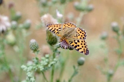 Queen of Spain fritillary (Issoria lathonia), macro, Spear Thistle, nectar, wings spread, Germany
