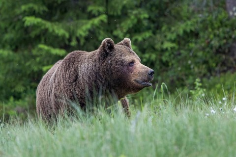 European brown bear (Ursus arctos), Europe, Scandinavia, Finland