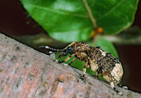 Anthribus albinus, brush beetle, cryptical-marked fungus weevil, large broad-weevil, long-feeler