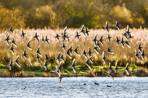 Black-tailed Godwits, Limosa limosa, birds in flight over marshes, Devon, England, United Kingdom