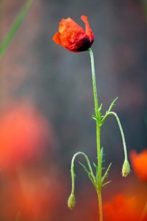 Poppies, Papaver Argemone, Papaveraceae, Sandpoppy, Flora, High Size, Portrait, Long Pricklyhead
