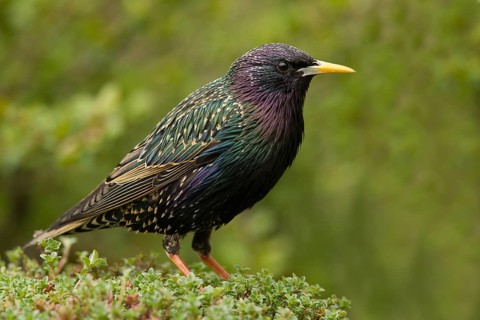 Common Starling (Sturnus vulgaris) male, Bavaria, Germany