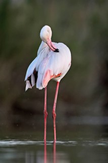Pink flamingo (Phoenicopterus roseus), standing in the water preening its plumage, Camargue