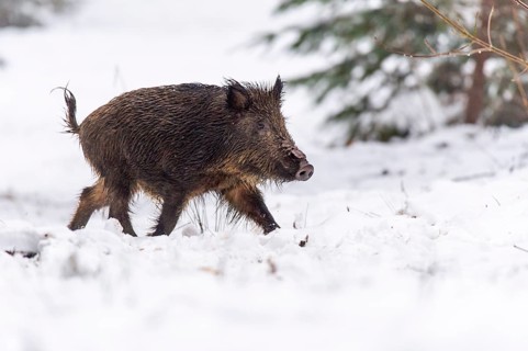 Wild boar (Sus scrofa) in the snow, Melle, Lower Saxony, Germany