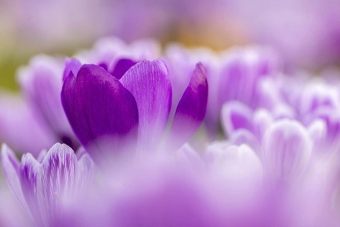 Close-up of lilac crocuses (Crocus sp.) blooming in flower garden in late winter, early spring