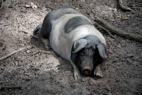 Turopolje pig, rare pet breed, suitable for traditional grazing of herding forests, Tiergarten